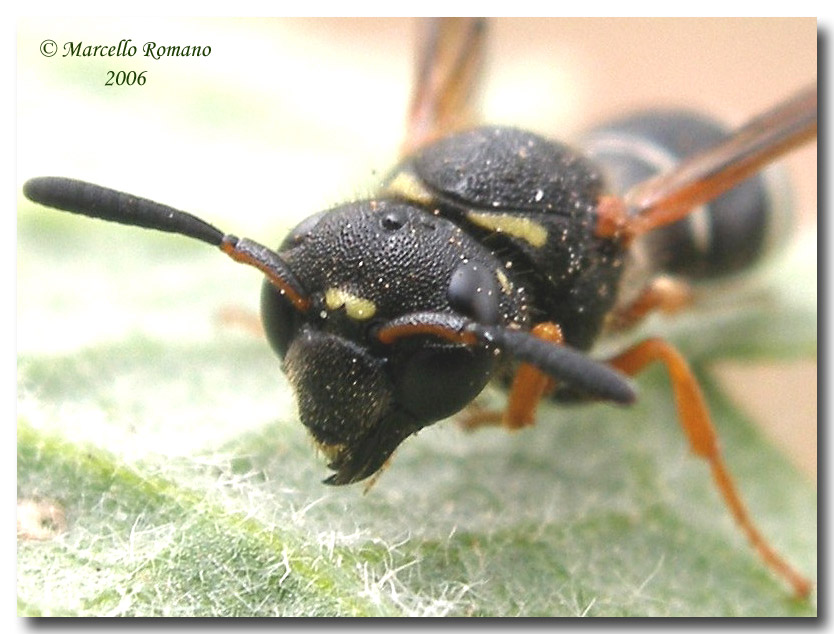 Imenotteri Vespidae Eumeninae, un esempio dell''infinita biodiversit